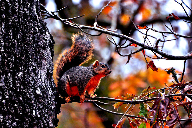 Squirrel on Tree Branch — Brown, Natural