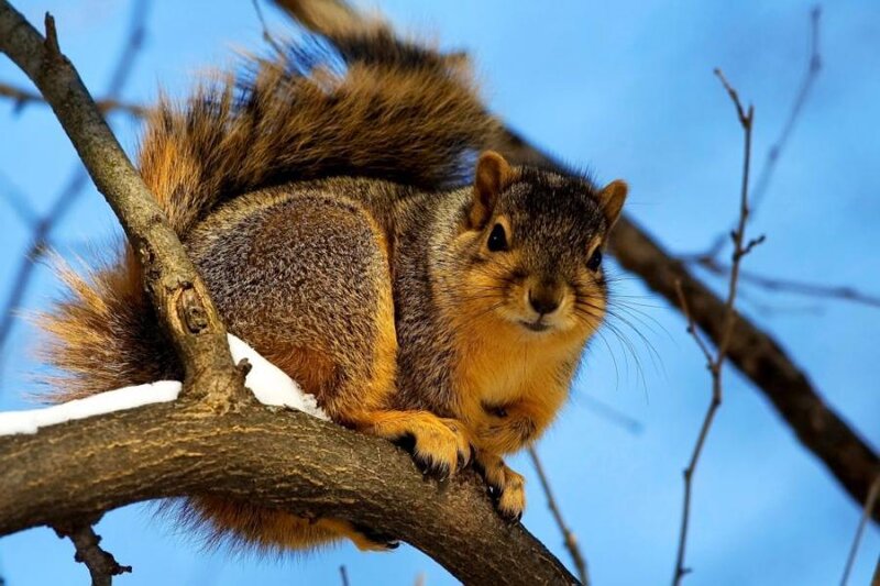 Squirrel on Tree Branch — Brown