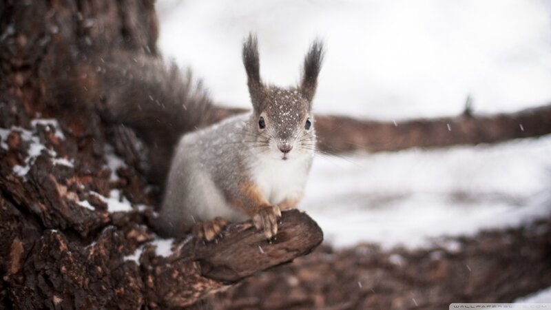 Squirrel on Tree Branch — Calm