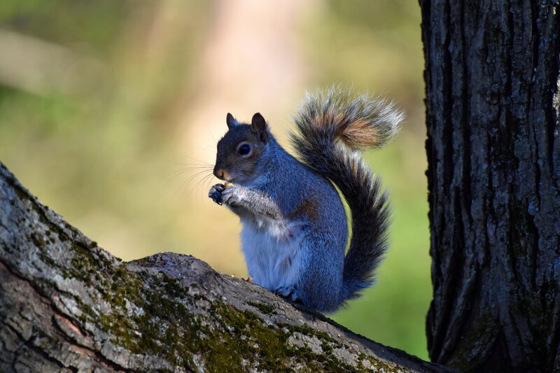 Squirrel on Tree Branch — Gray, Calm, Afternoon