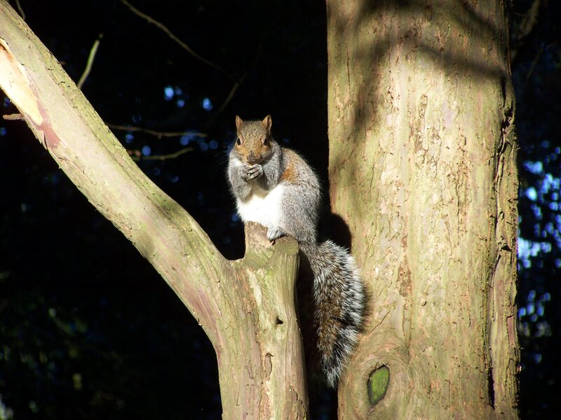 Squirrel on Tree Branch — Gray, Calm, Night