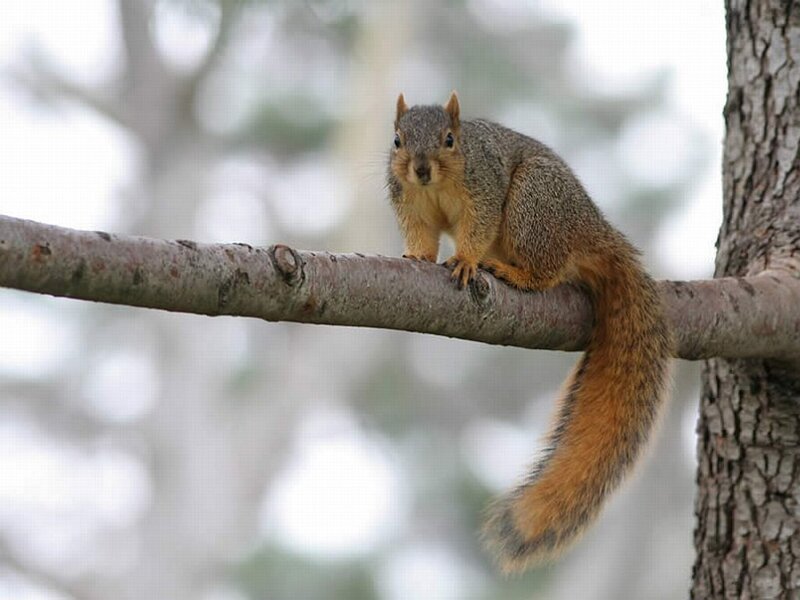 Squirrel on Tree Branch — Gray, Calm, Photograph