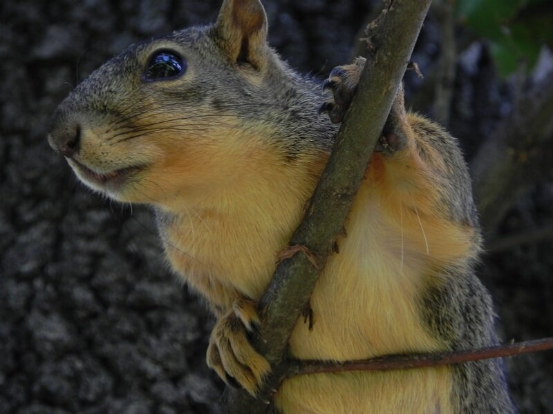 Squirrel on Tree Branch — Gray, Calm, Photograph, Tree Branch