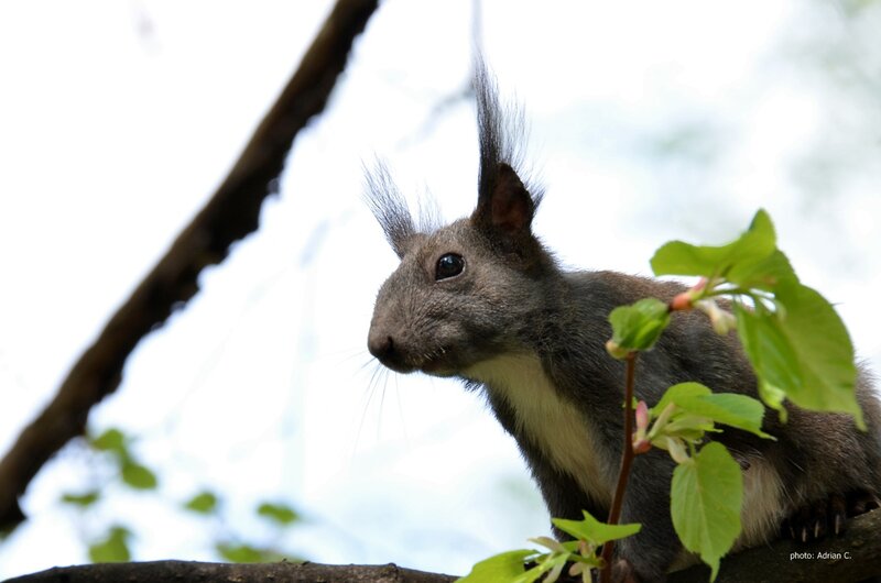 Squirrel on Tree Branch — Gray, Calm, Spring