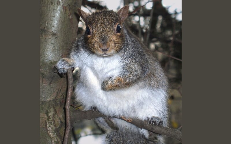 Squirrel on Tree Branch — Gray, Calm