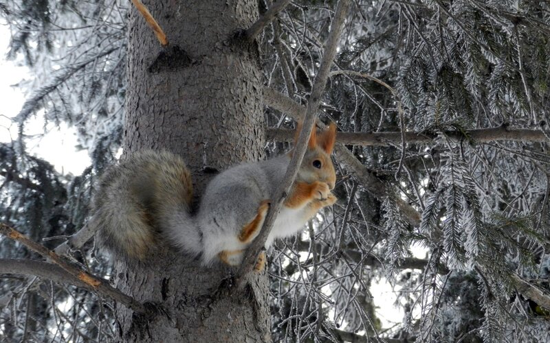 Squirrel on Tree Branch — Gray, Calm, Winter, Photograph