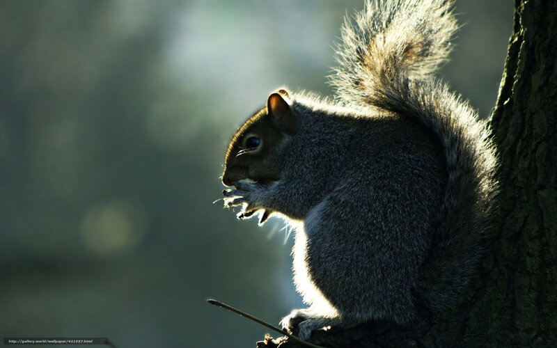 Squirrel on Tree Branch — Gray, Dramatic