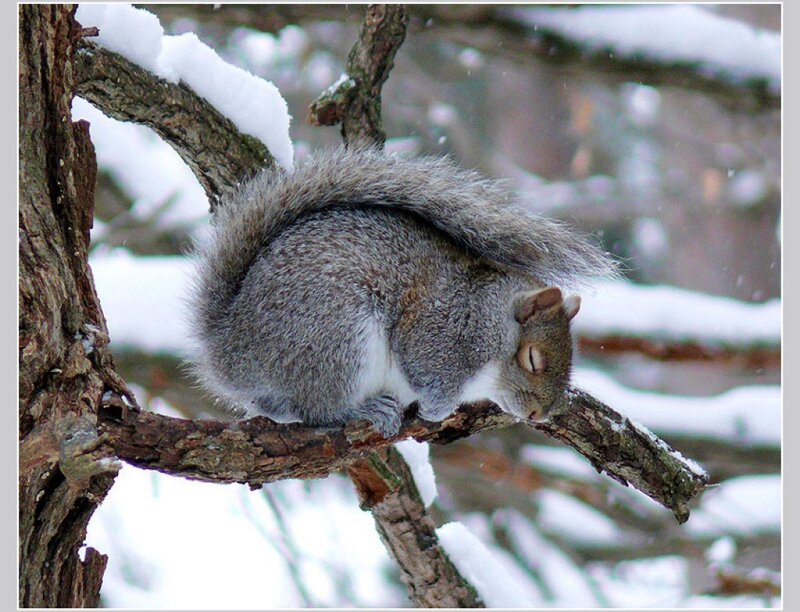 Squirrel on Tree Branch — Gray