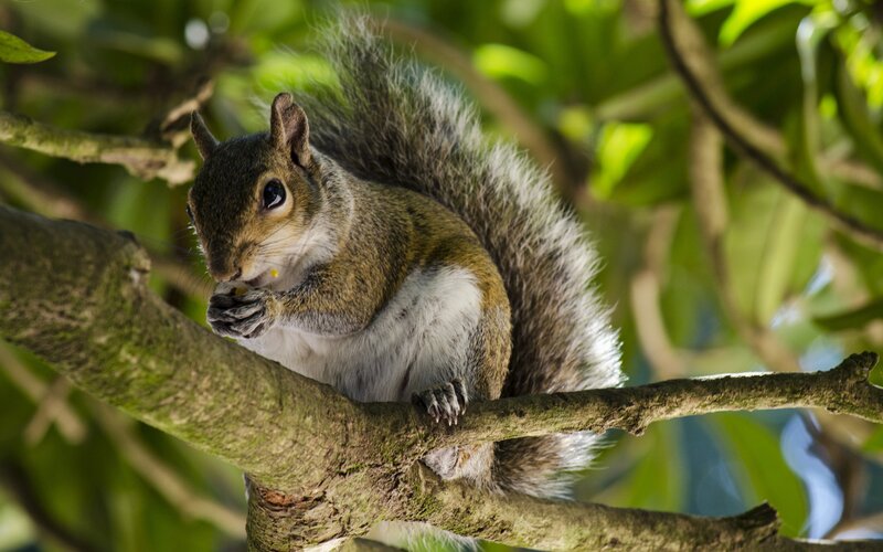 Squirrel on Tree Branch — Green, Calm, Afternoon, Photograph
