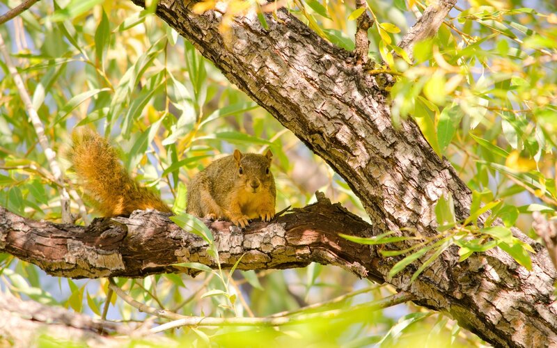 Squirrel on Tree Branch — Green, Calm, Afternoon