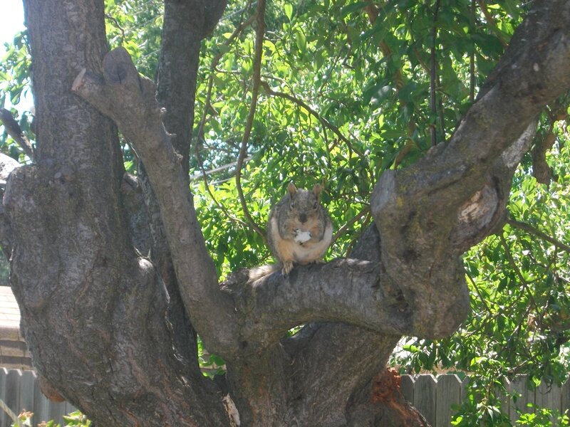 Squirrel on Tree Branch — Green, Calm