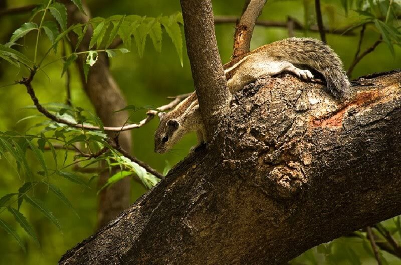 Squirrel on Tree Branch — Green, Natural