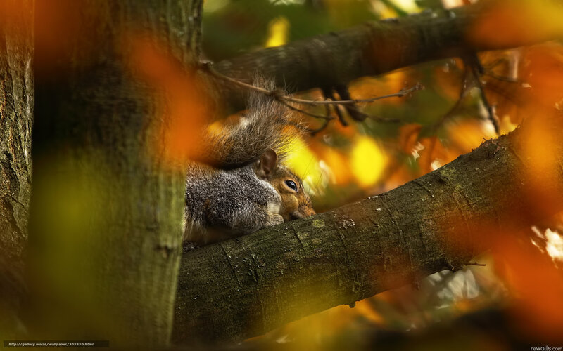 Squirrel on Tree Branch — Orange, Natural