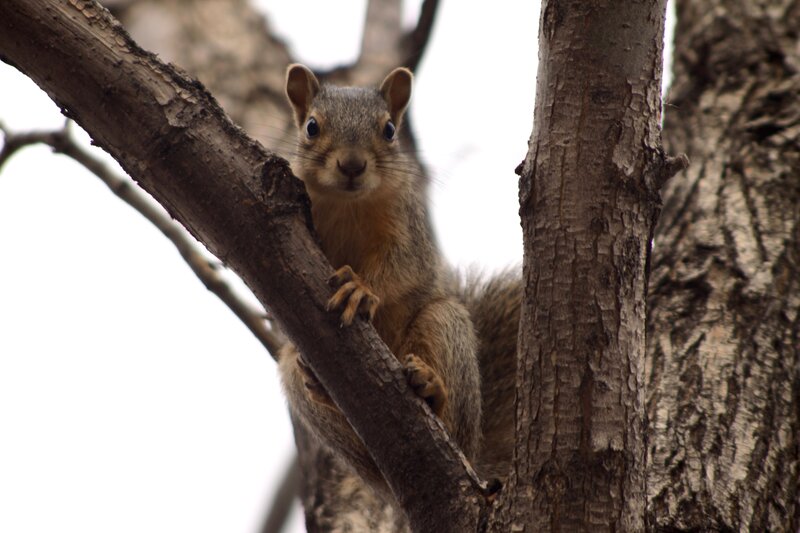 squirrel on tree branch
