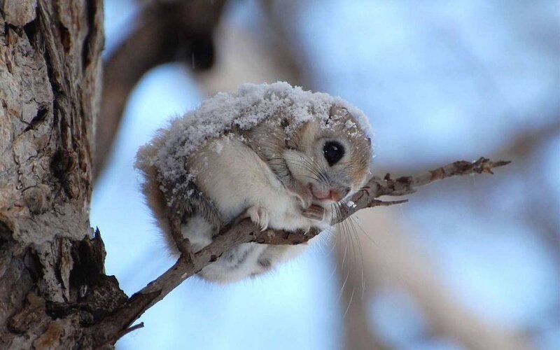 Squirrel on Tree Branch — White