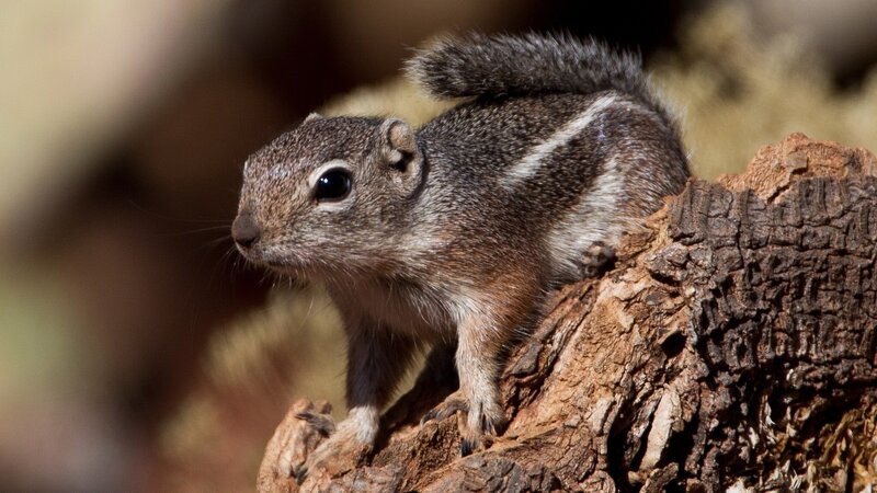 Squirrel on Tree Stump — Brown, Alert, Afternoon