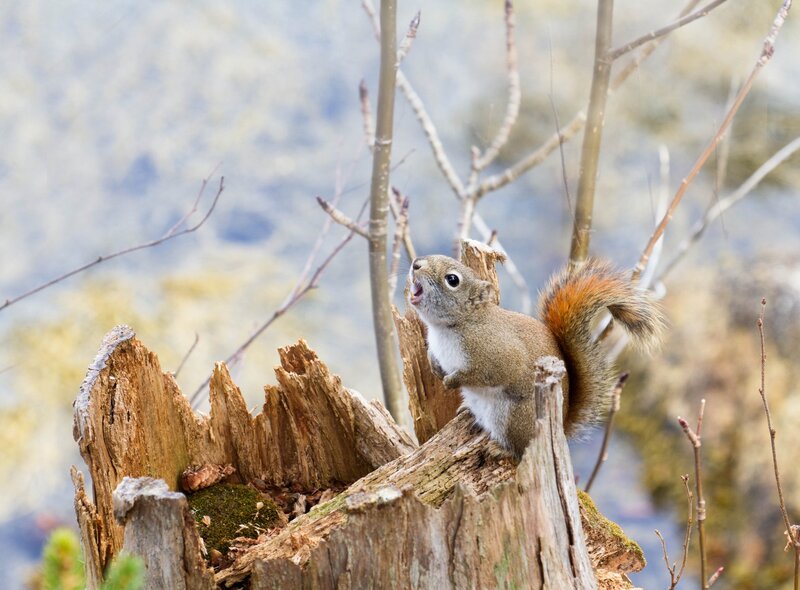 Squirrel on Tree Stump — Brown, Alert, Autumn