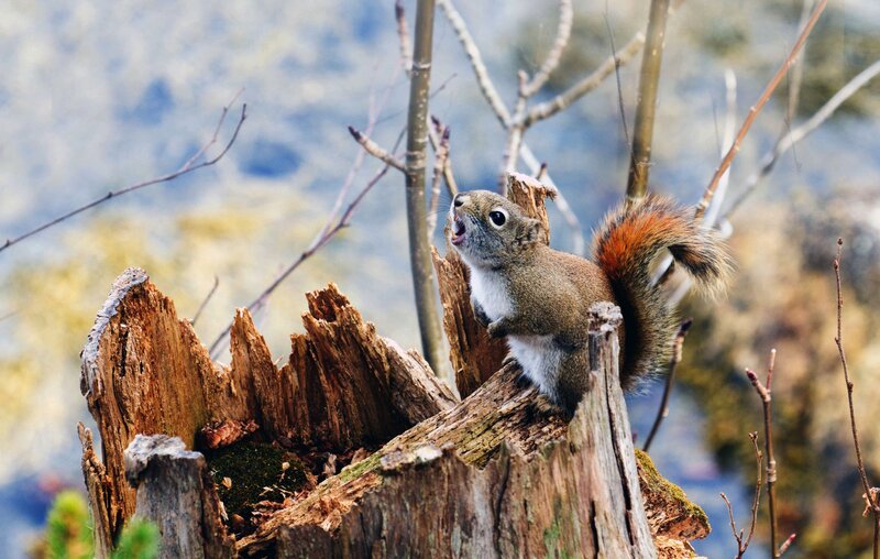 Squirrel on Tree Stump — Brown, Alert, Spring, Photograph, Tree Stump