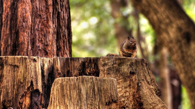 Squirrel on Tree Stump — Brown, Calm