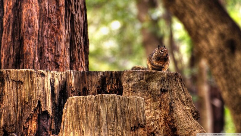 Squirrel on Tree Stump — Brown, Natural, Afternoon, Photograph