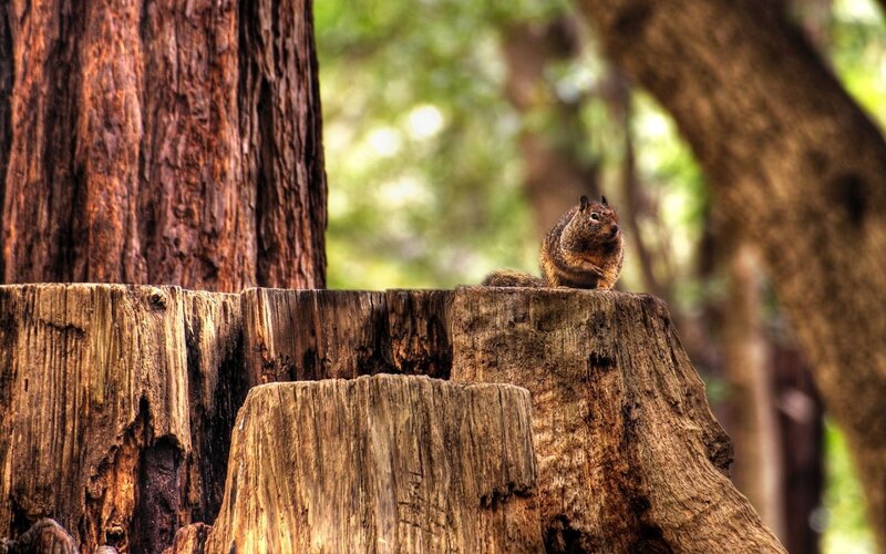 Squirrel on Tree Stump — Brown, Natural, Afternoon, Photograph, Tree Stump, Forest