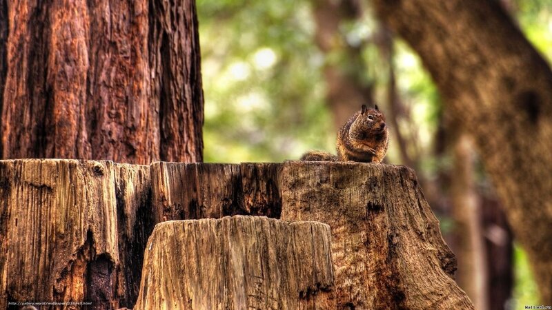 Squirrel on Tree Stump — Brown, Natural, Afternoon, Photograph, Tree Stump