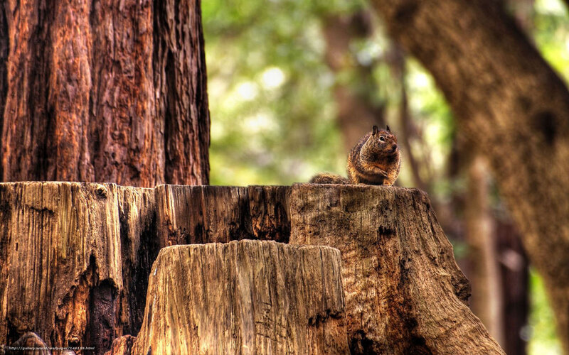 Squirrel on Tree Stump — Brown, Natural