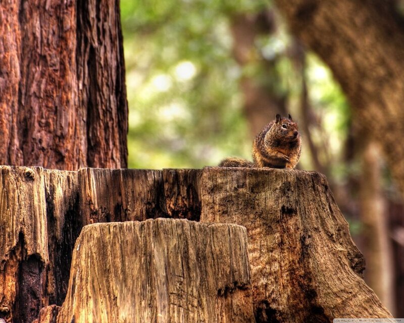 Squirrel on Tree Stump — Brown