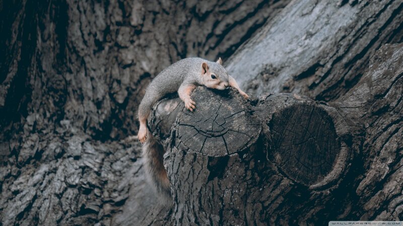 Squirrel on Tree Stump — Gray