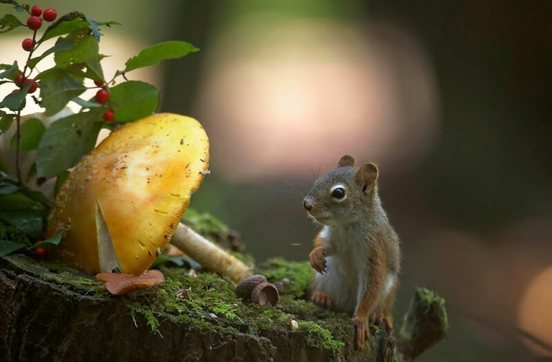 Squirrel on Tree Stump — Green, Serene