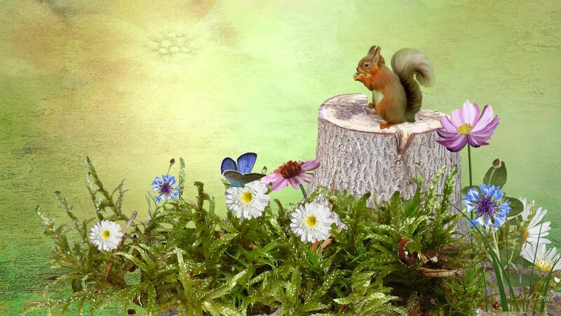 Squirrel on Tree Stump