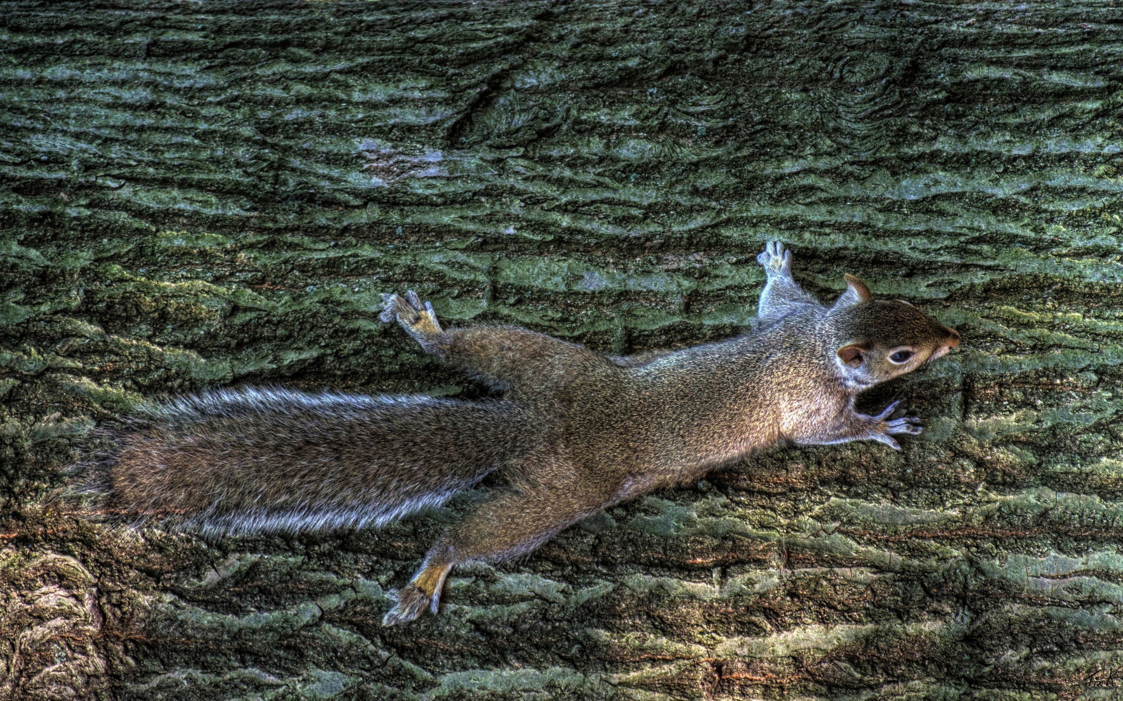 squirrel on tree trunk