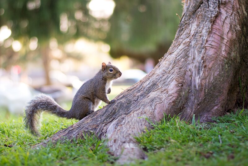 Squirrel on tree trunk