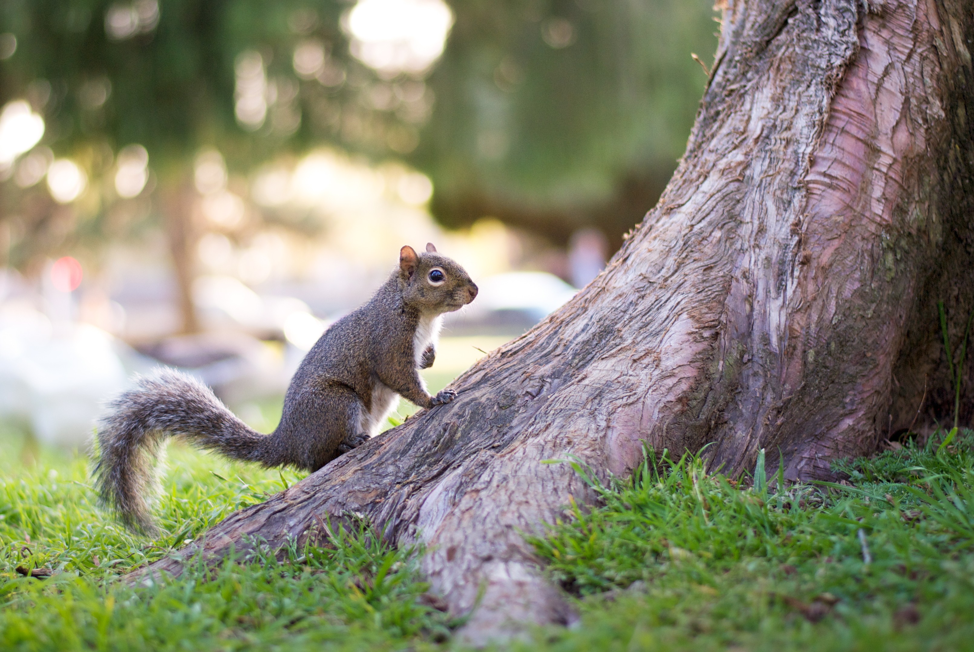 Squirrel on tree trunk