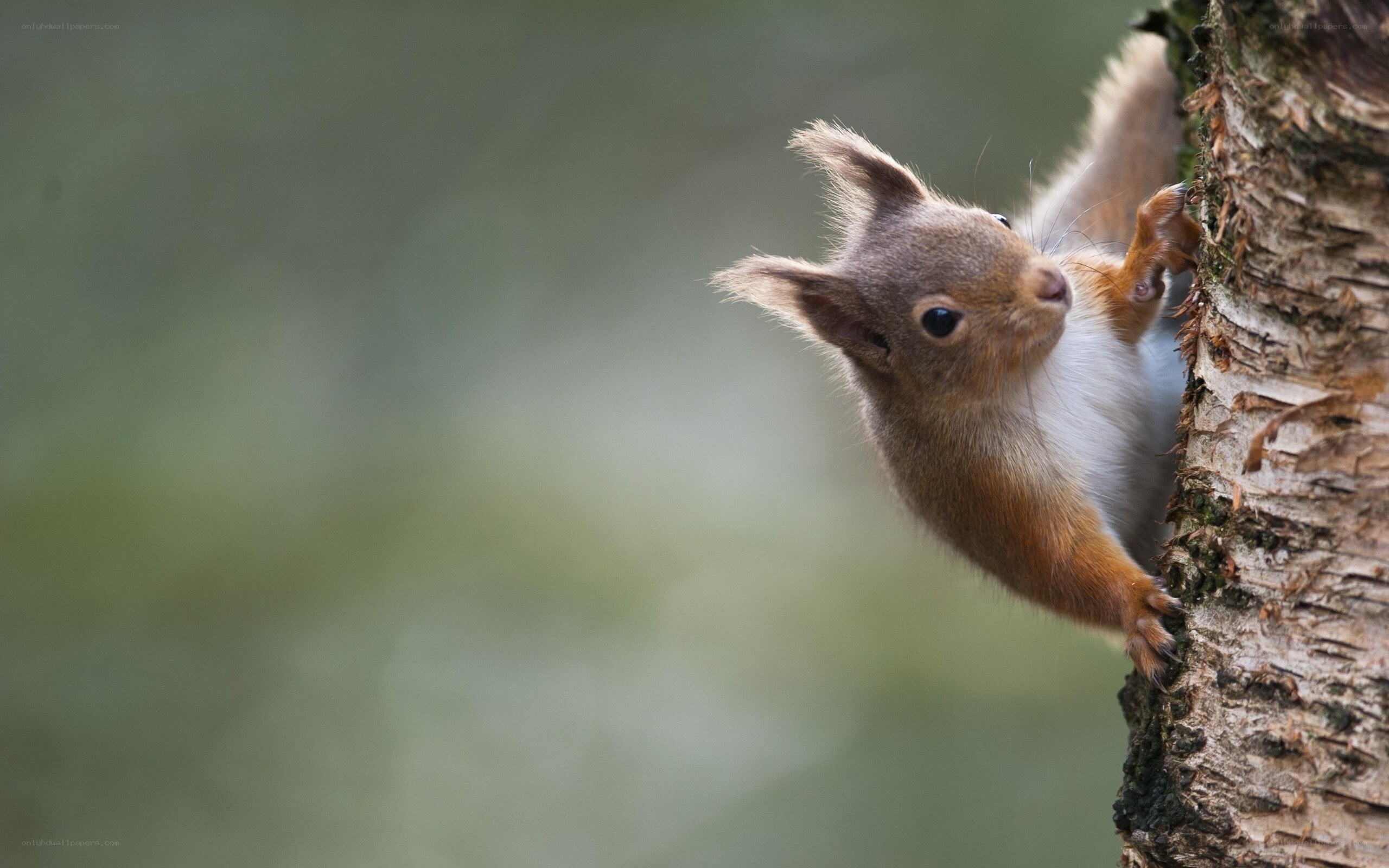 squirrel on tree trunk