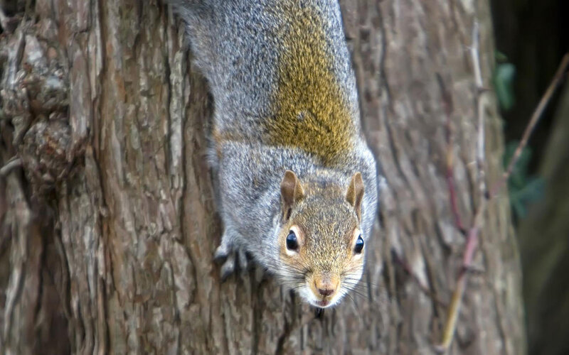 squirrel on tree trunk