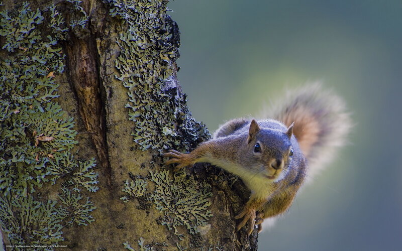 Squirrel on Tree Trunk — Brown, Alert