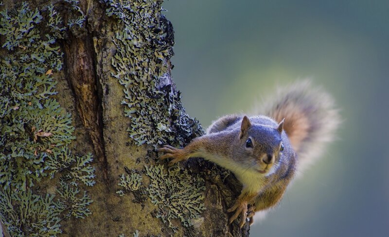 Squirrel on Tree Trunk — Brown, Calm, Morning