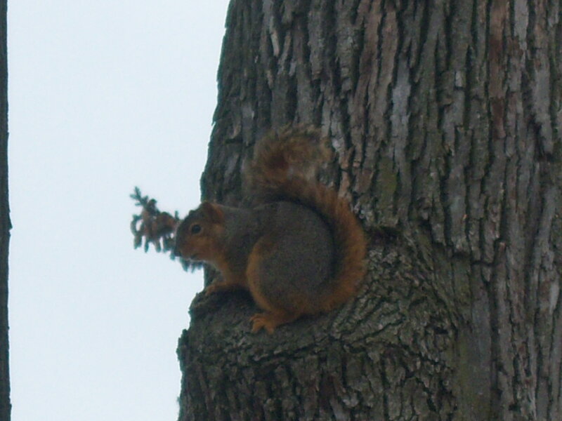 Squirrel on Tree Trunk — Brown, Calm, Photograph