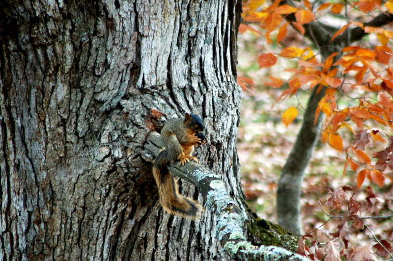 Squirrel on Tree Trunk — Brown, Calm