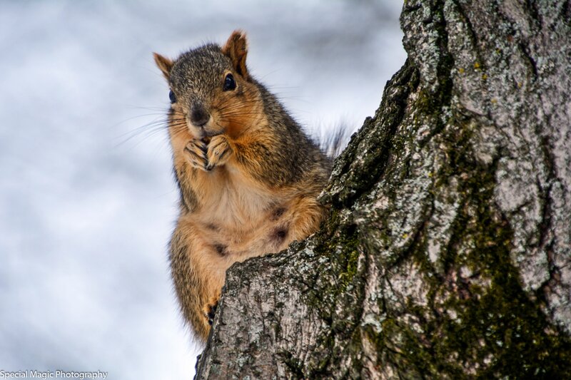 Squirrel on Tree Trunk — Brown, Calm, Winter