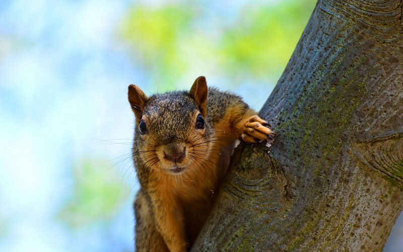 Squirrel on Tree Trunk — Brown, Curious, Afternoon, Photograph