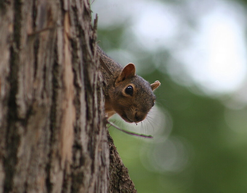 Squirrel on Tree Trunk — Brown, Curious, Afternoon