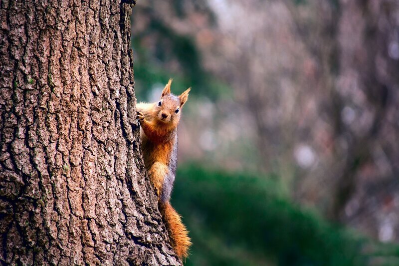 Squirrel on Tree Trunk — Brown, Curious