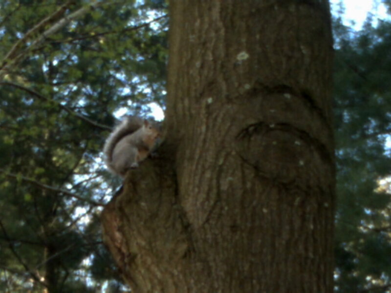 Squirrel on Tree Trunk — Brown, Natural, Afternoon, Photograph, Forest