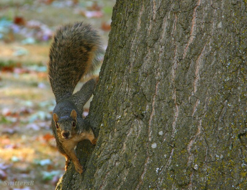 Squirrel on Tree Trunk — Brown, Natural, Autumn