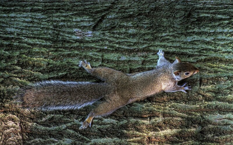 Squirrel on Tree Trunk — Brown, Natural, Photograph, Tree Bark, Green