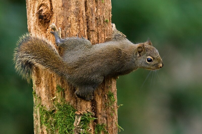 Squirrel on Tree Trunk — Brown, Natural