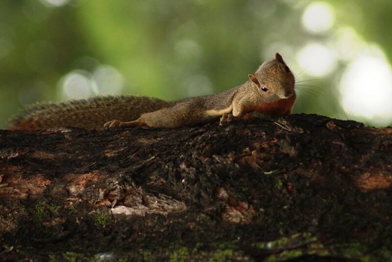 Squirrel on Tree Trunk — Brown