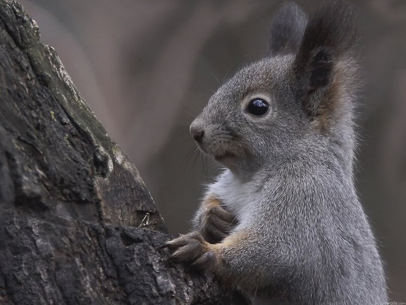 Squirrel on Tree Trunk — Gray, Calm